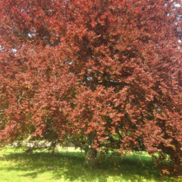  Kunst- und Kulturstiftung Hannover Sabine Hackerodt