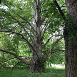  Kunst- und Kulturstiftung Hannover Sabine Hackerodt