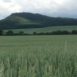  Kunst- und Kulturstiftung Hannover Sabine Hackerodt